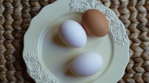 glaum eggs