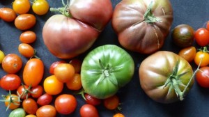 Last tomatoes of summer